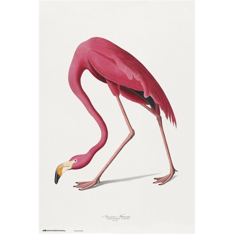Poster American Flamingo Poster American Flamingo